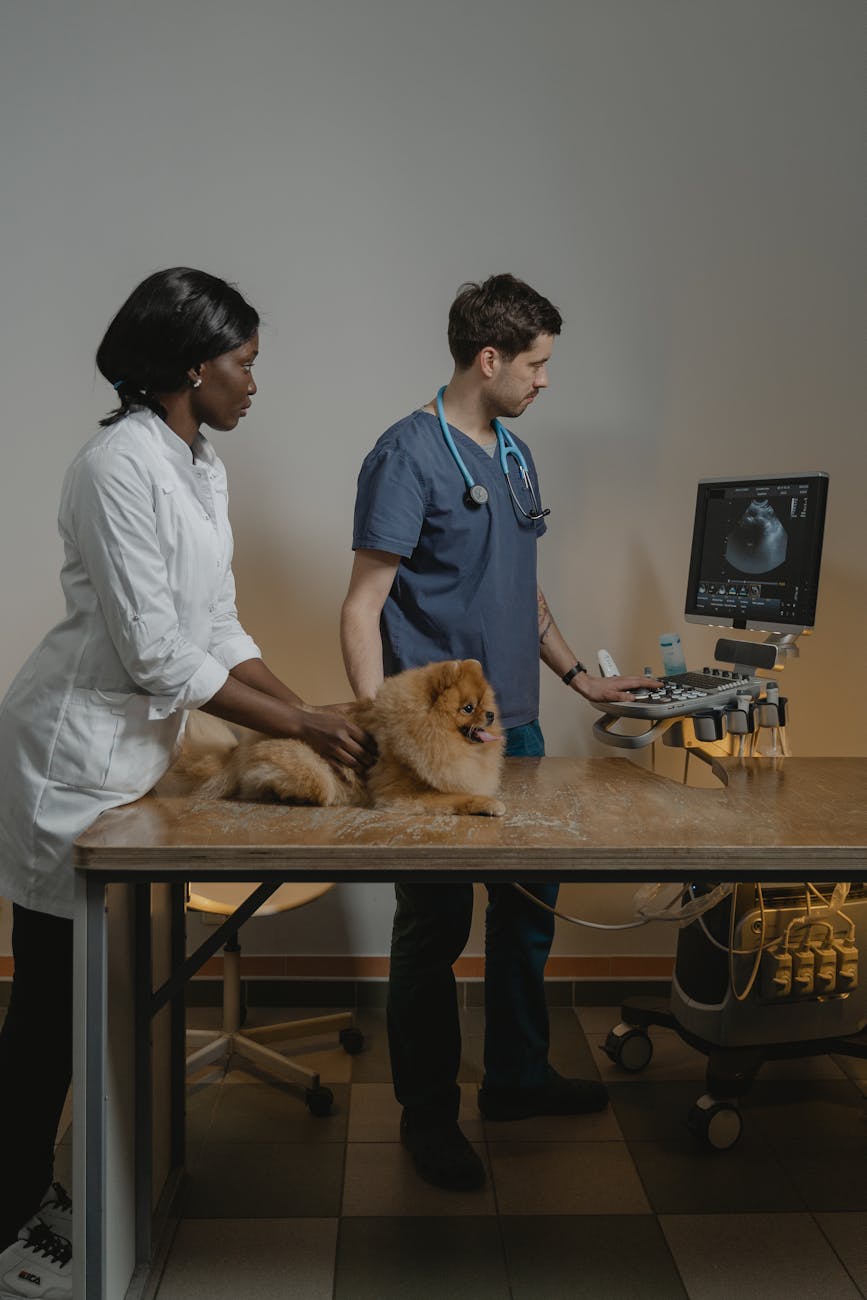 Veterinarians vs RVTs: Understanding Their&nbsp;Roles
