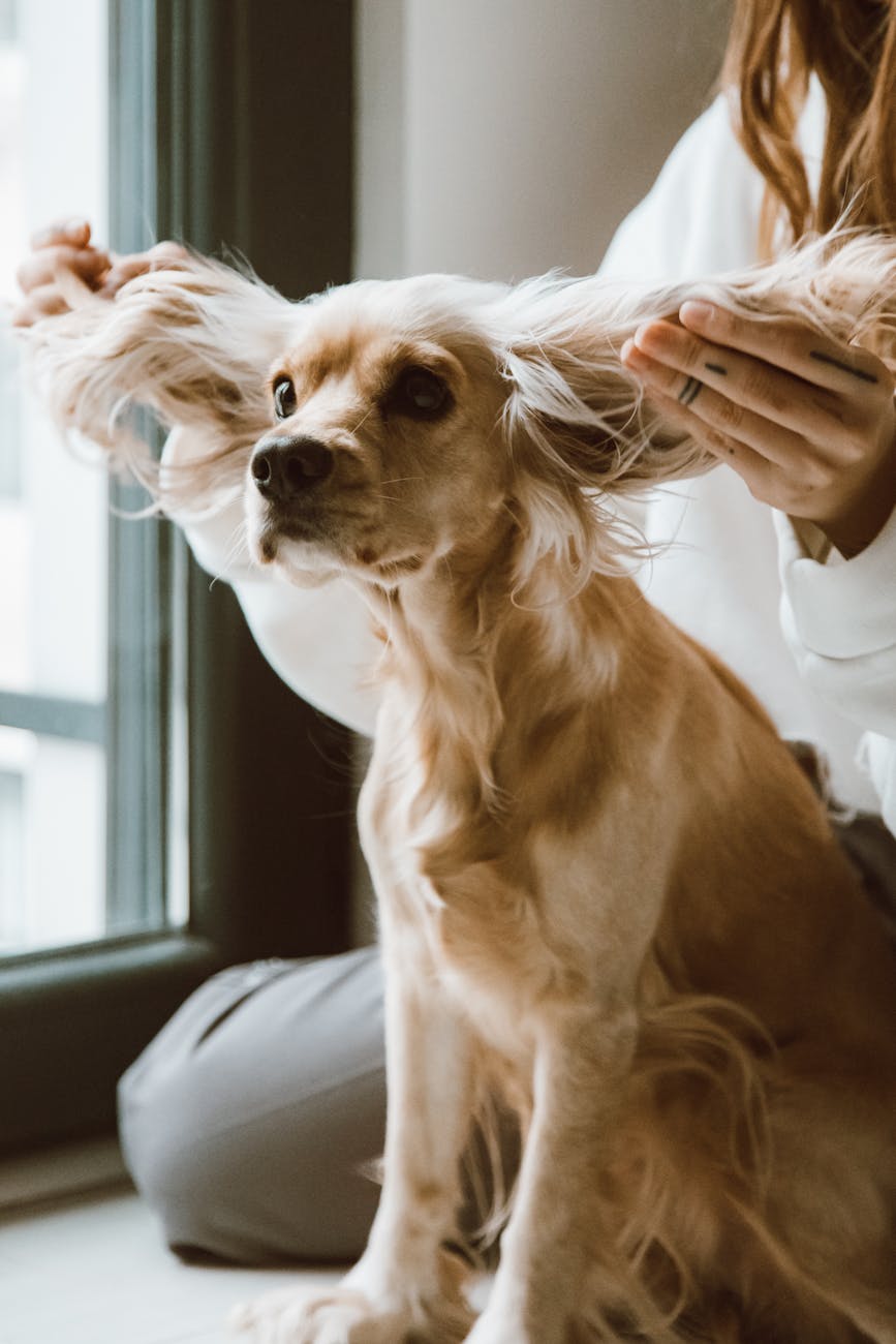 How to Safely Clean Your Dog or Cat’s Ears at&nbsp;Home