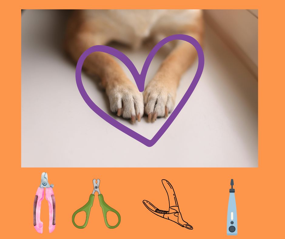 How to Trim Your Dog’s Nails with Confidence: A Step-by-Step Guide for Pet&nbsp;Parents