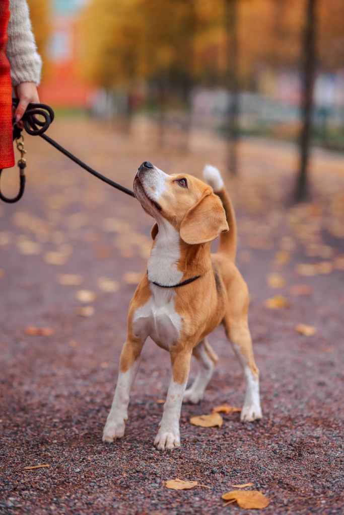 First Walks, First Adventures: Building Confidence in Your&nbsp;Pet