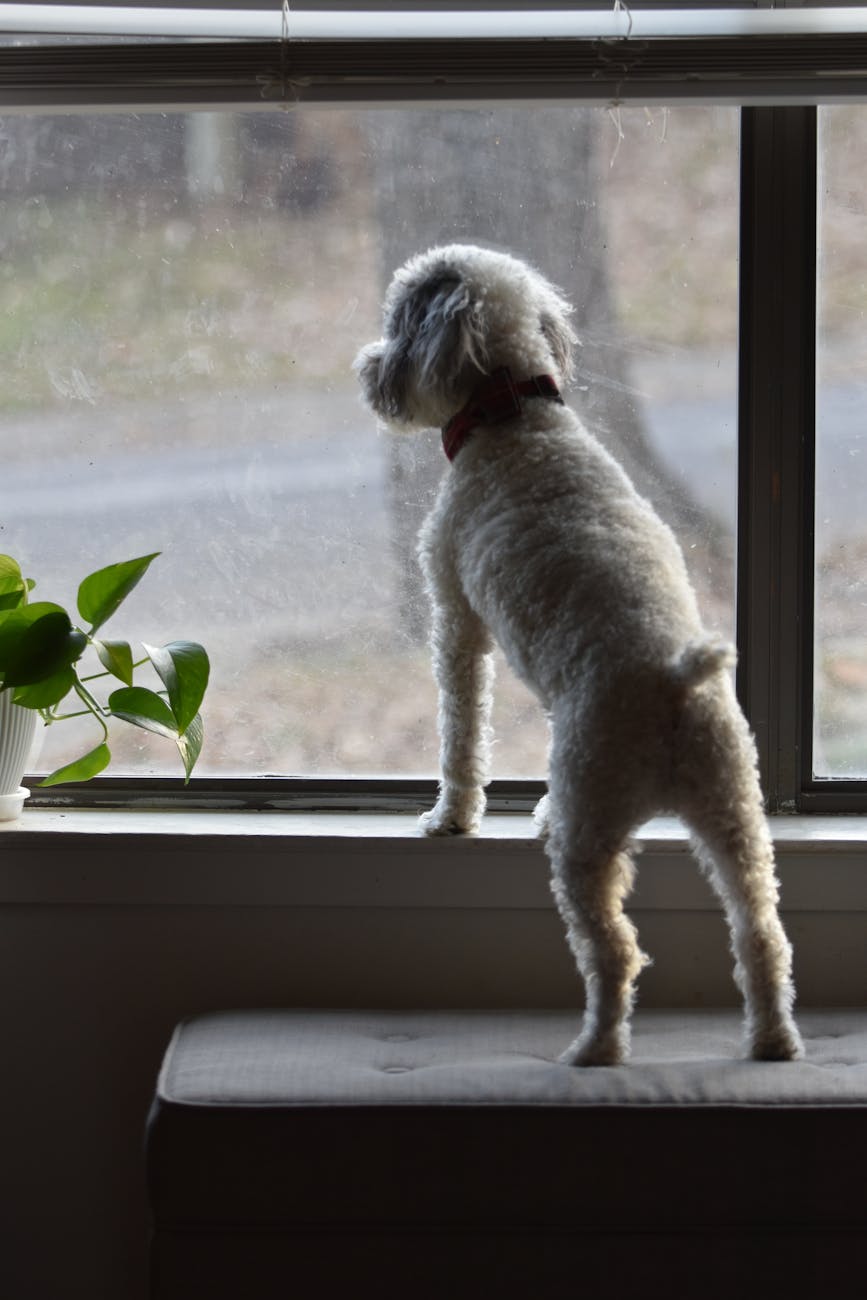 Well-groomed small white dog looks out the window. The lighting is dark to indicate loneliness.