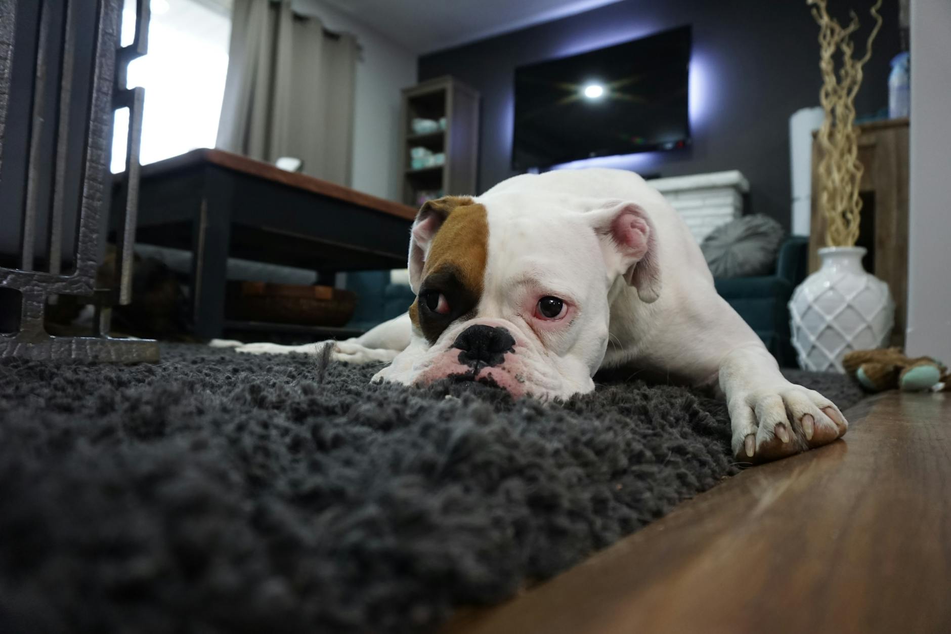 A white bulldog with tan and black spot on its eye is laying dejectedly on a black shag carpet. Atmosphere is a modern looking living room with a wooden coffee table, fireplace and TV on the wall.