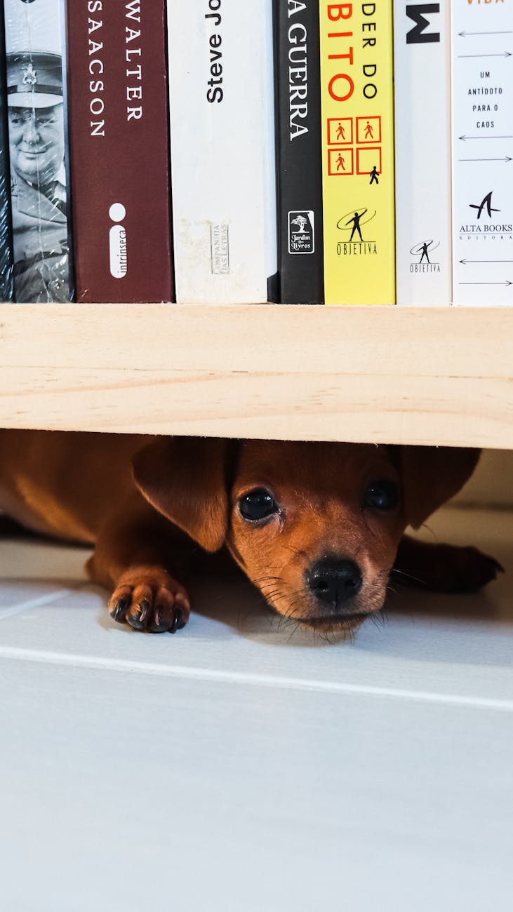A red dachshund puppy hiding beneath a shelf of books and peering out