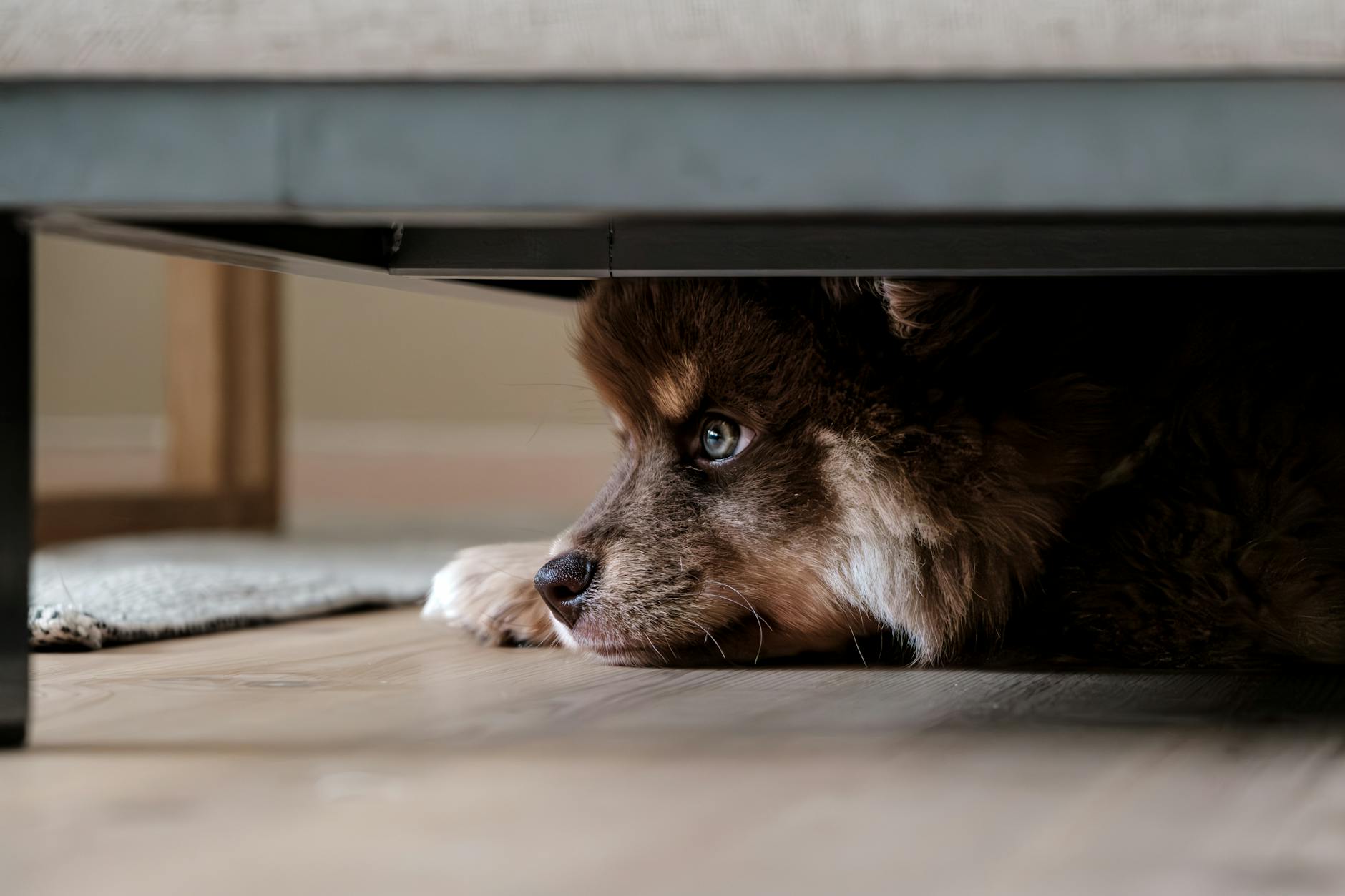 Fluffy brown puppy hiding under a piece of furniture watching.