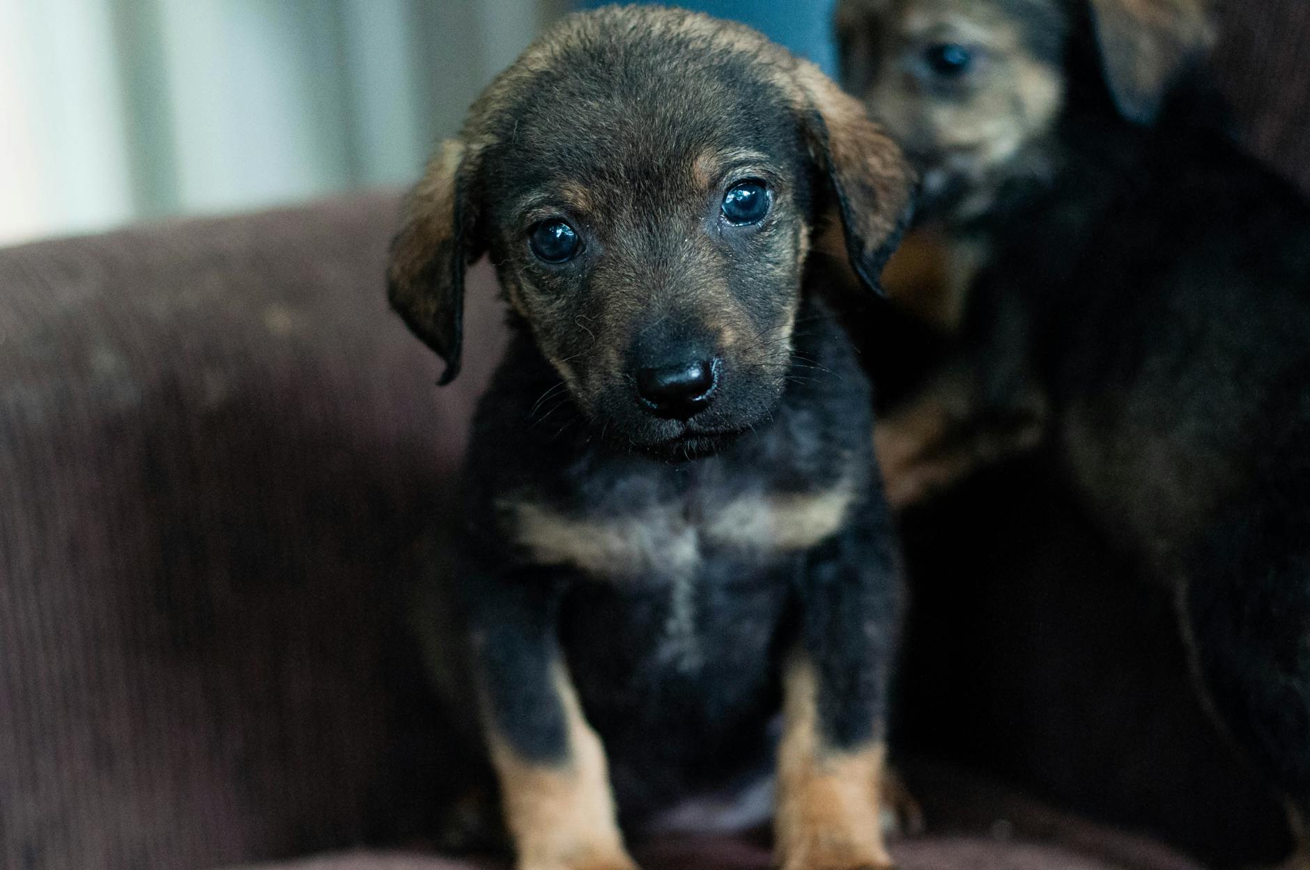 A young black and tan shepherd mix puppy looking at the camera, expression seems sad