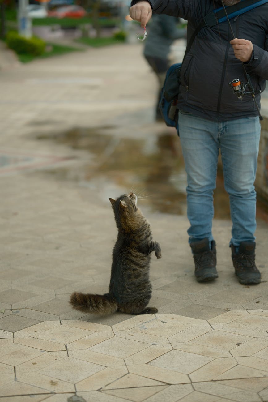 A longhaired brown tabby cat standing on hind legs begging for a treat in a person's hand. Photo takes place outside and person is wearing jeans, a black zip up jacket and loose hiking boots.