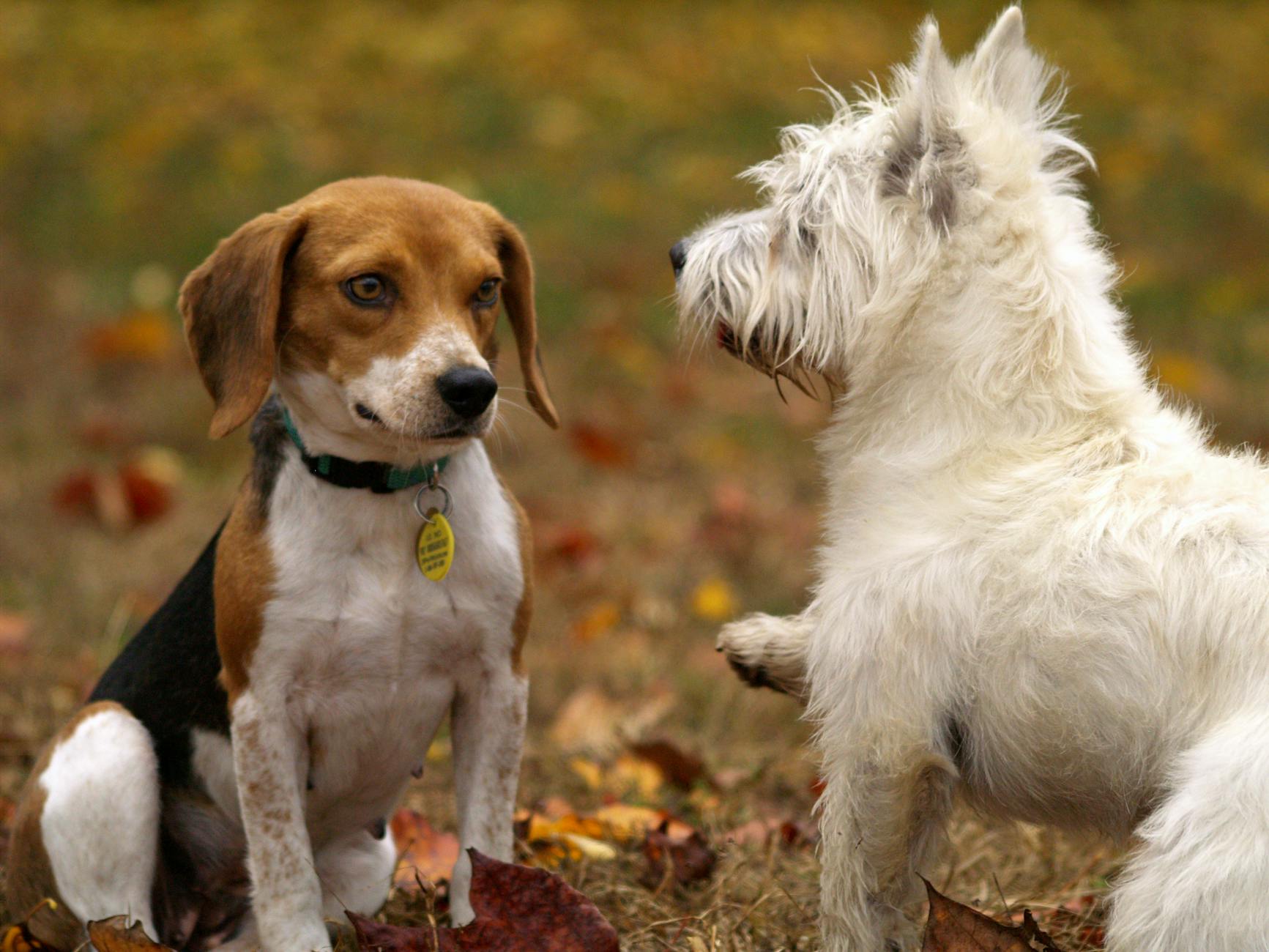 An autumn setting where a west highland white terrier playfully approaches a nonchalant beagle