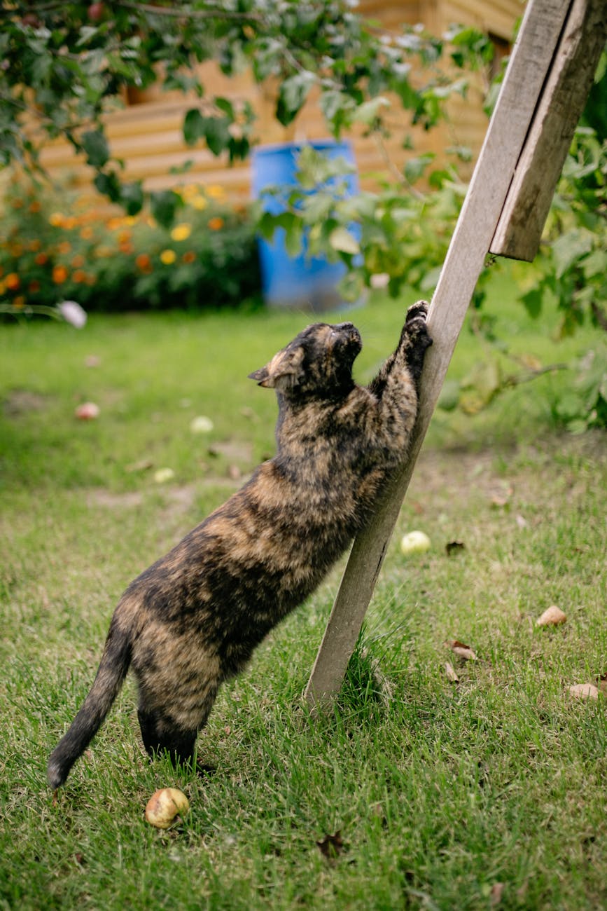 Why Your Cat Is Scratching the Couch (and How to Redirect&nbsp;It)