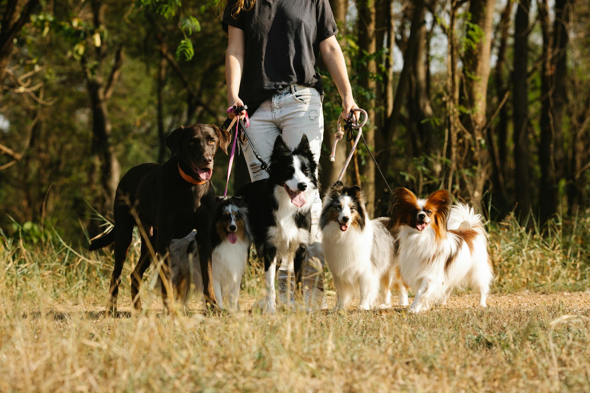 A dog walker with 5 dogs on leash in front of them