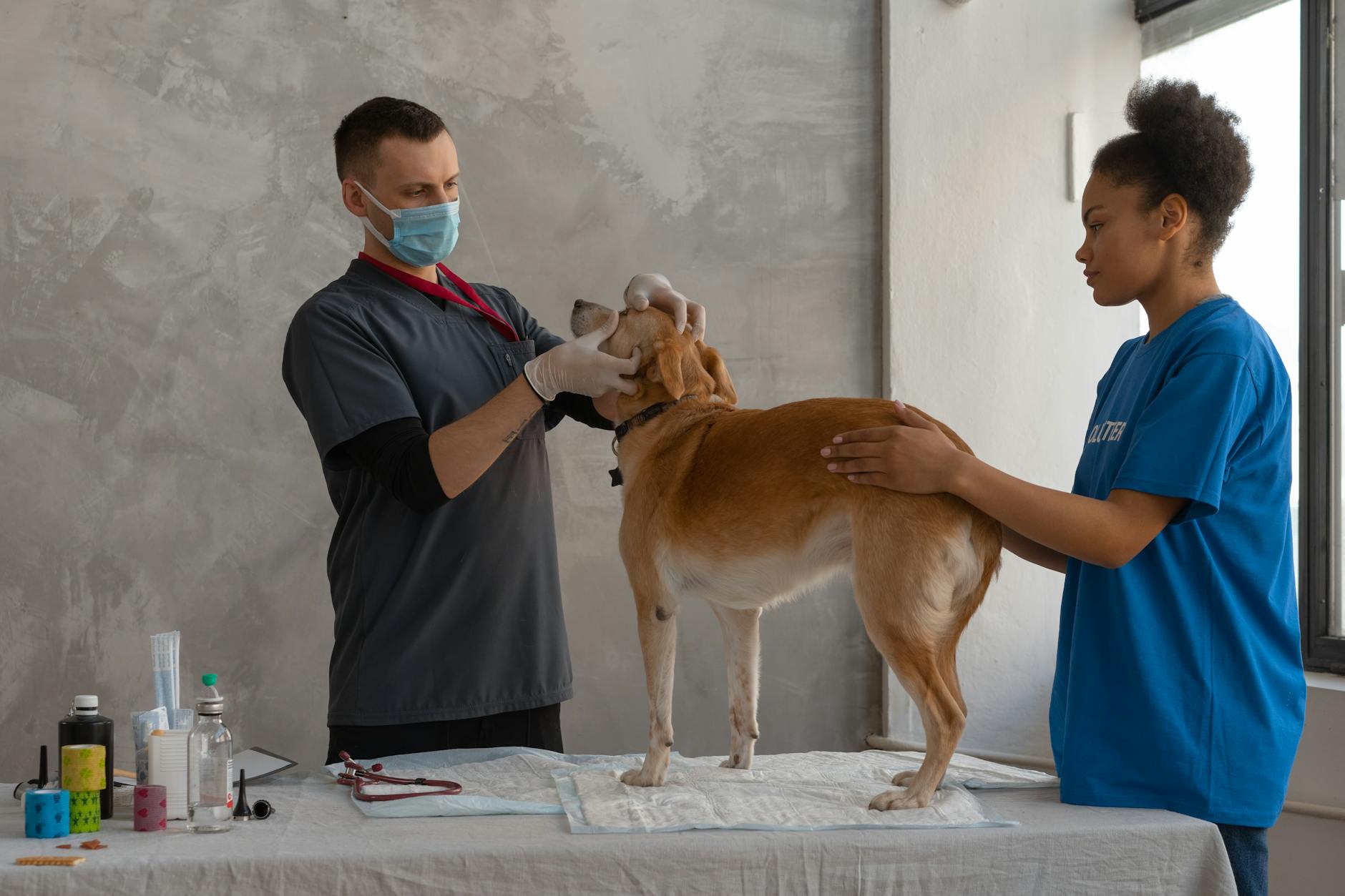 Veterinarian examining a dogs eyes with volunteer holding them still