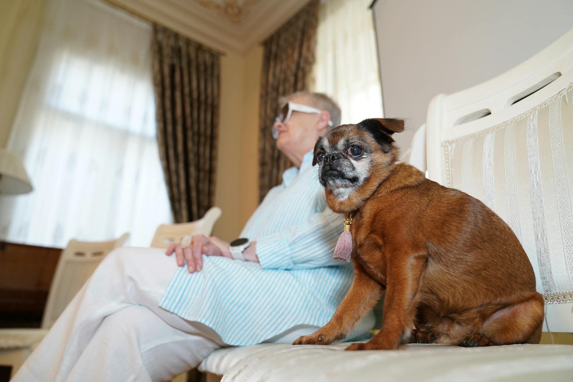 Senior dog resting with senior owner