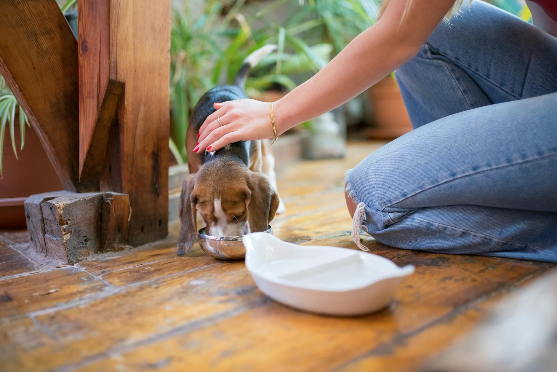 Puppy eating age-appropriate food for growth