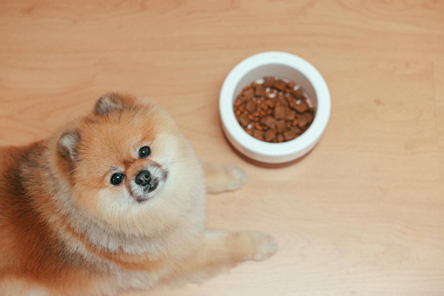 Pomeranian waiting for permission to eat