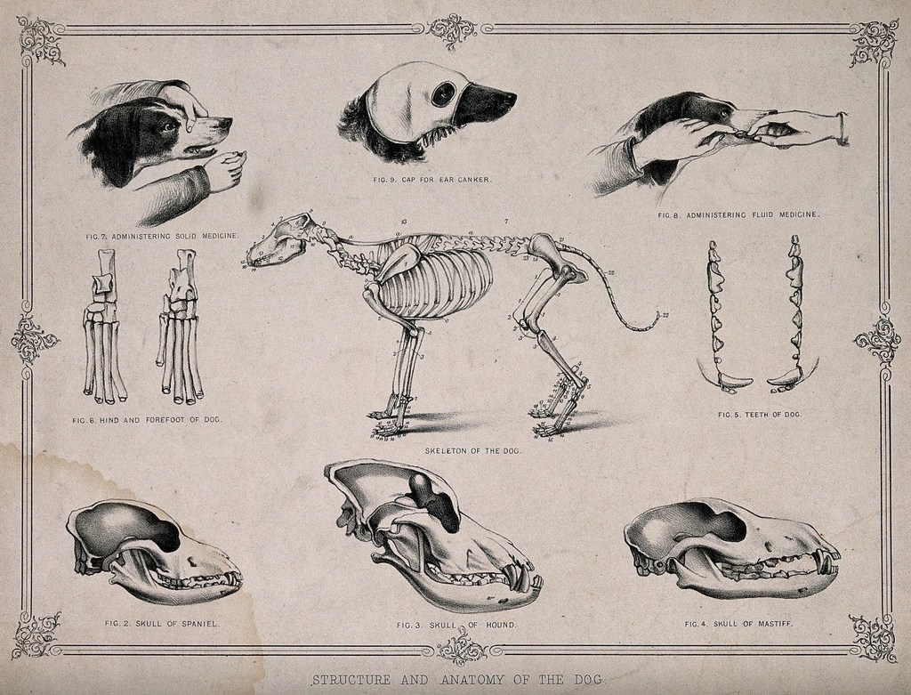 The 3 Skull Shapes in Cats and Dogs – And Why the Brachycephalic Shape Deserves Extra&nbsp;Attention
