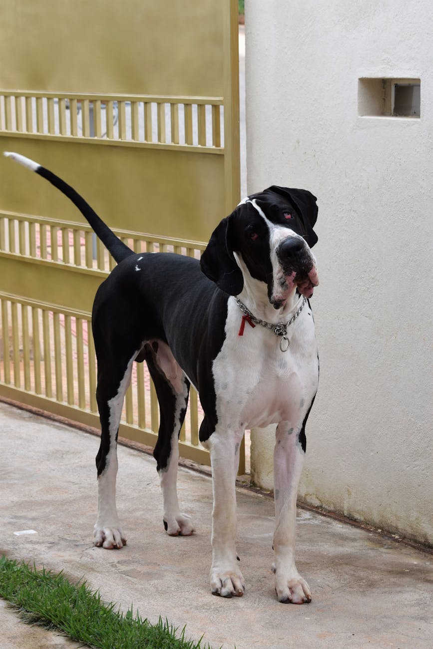 🦴 Why Some Vets Recommend Waiting to&nbsp;Spay/Neuter